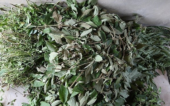 Thức ăn dành cho đàn heo lợn của chị Sen được chế biến từ các loại thảo dược. Thức ăn dành cho đàn heo lợn của chị Sen được chế biến từ các loại thảo dược.