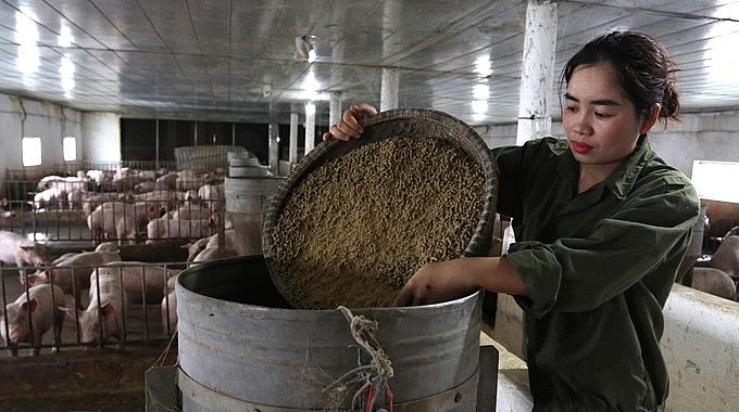 Từng là nhân viên y tế, chị Nguyễn Thị Hoài Sen giờ là chủ trại heo thảo dược đem lại lợi nhuận cao. Từng là nhân viên y tế, chị Nguyễn Thị Hoài Sen giờ là chủ trại heo thảo dược đem lại lợi nhuận cao.