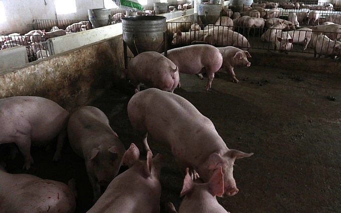 Chị Sen đã tiếp nối nghề nuôi heo mà người chống quá cố để lại. Chị Sen đã tiếp nối nghề nuôi heo mà người chống quá cố để lại.