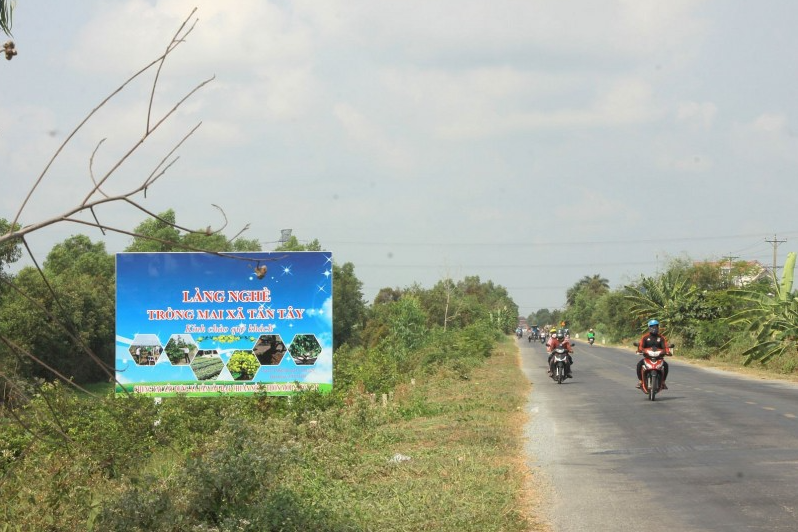 Long An: Làng nghề trồng mai xã Tân Tây được kỳ vọng phát triển du lịch