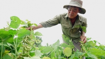 Trồng thành công đậu nành giống mới năng suất gấp đôi mở ra triển vọng cho ngành chăn nuôi