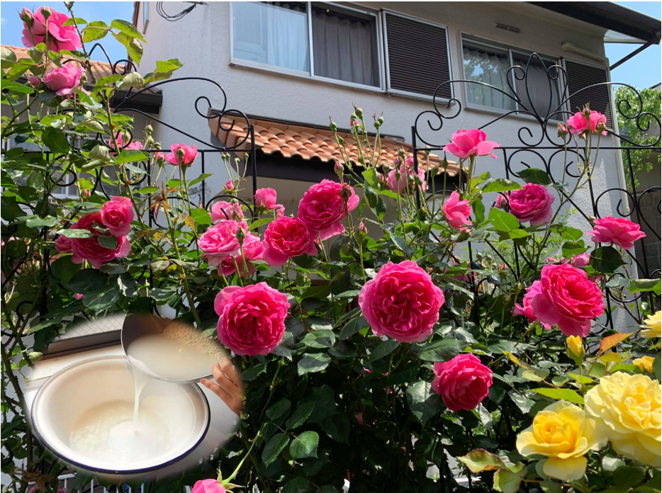 Trồng hoa hồng phát triển chậm, tưới 8 loại nước “thần thánh” này chồi nụ bật ầm ầm, hoa nở rực rỡ