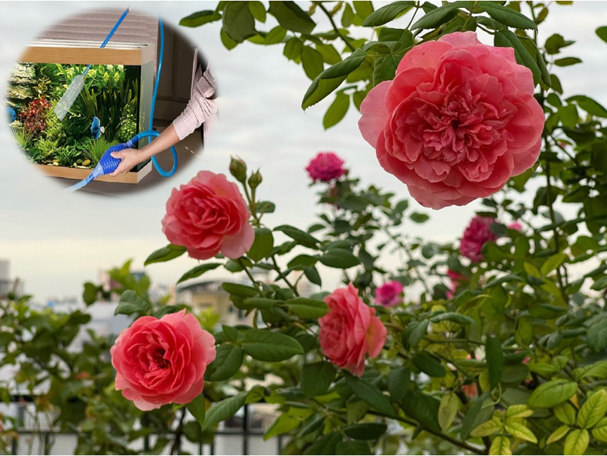 Trồng hoa hồng phát triển chậm, tưới 8 loại nước “thần thánh” này chồi nụ bật ầm ầm, hoa nở rực rỡ