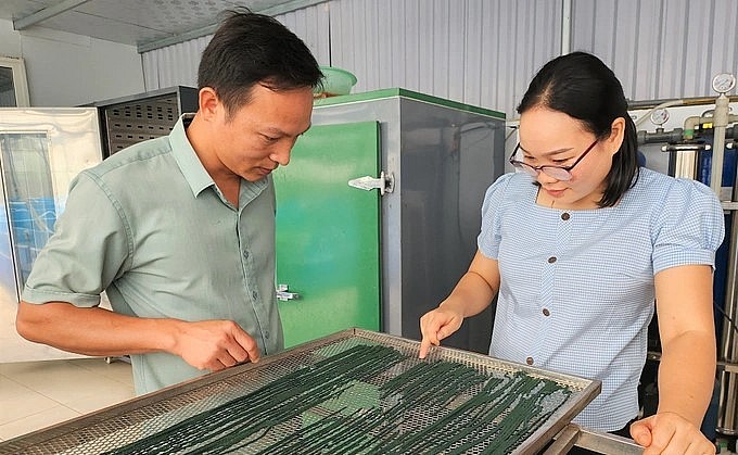 Mỗi tháng anh chị thu được hàng trăm kg tảo tươi, lãi cả trăm triệu đồng.