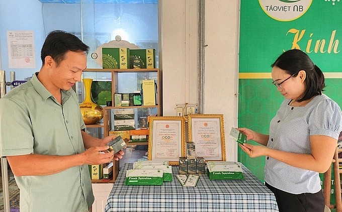 Từ tảo tươi thu hoạch được, vợ chồng anh Biên chế biến ra nhiều sản phẩm để cung ứng ra thị trường, giá thành các sản phẩm cao hơn, lợi nhuận lớn hơn.