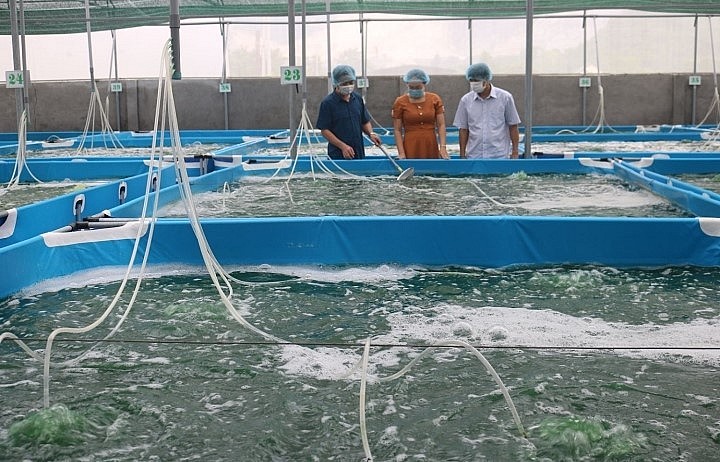 Quyết định nghỉ sau 10 năm dạy học về quê nuôi tảo xoắn là một bước ngoặt lớn.