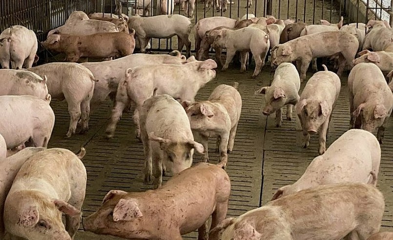 Giá heo hơi hôm nay (11/4) biến động trái chiều trong đó đà giảm chi phối từ 1.000 đến 2.000 đồng/kg. Giá heo hơi hôm nay (11/4) biến động trái chiều trong đó đà giảm chi phối từ 1.000 đến 2.000 đồng/kg.