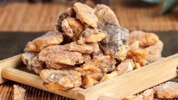 Cánh kiến trắng là gì? Cánh kiến trắng quý cỡ nào mà được mệnh danh là “vàng trắng”