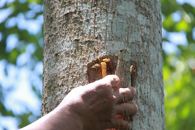 Thu nhựa cây bằng cách tạo những vết cắt sâu trên các cành lớn và thân cây, để nhựa chảy ra và đông đặc lại