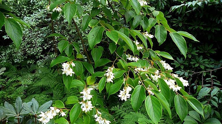 cây Cánh kiến trắng