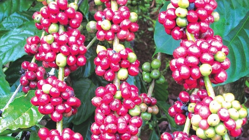 Giá nông sản hôm nay 11/4, cà phê hôm nay đồng loạt giảm tại thị trường thế giới giảm.