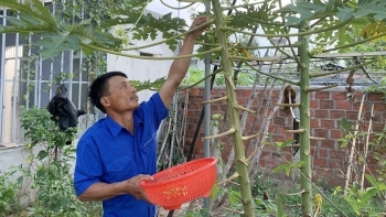 Cách trồng cây đu đủ đực cho hoa quanh năm, nhà nông kiếm bộn tiền