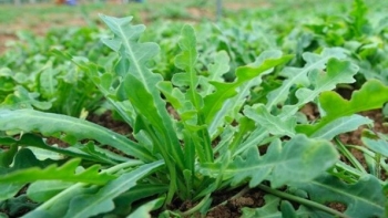 Sâm cát tưởng chỉ là rau dại trẻ trâu hái nghịch ai ngờ lại là một kho thuốc quý