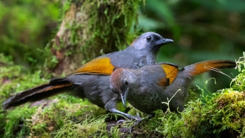 Loài chim cực hiếm đẹp mê hồn trên đỉnh Ngọc Linh vì sao ai săn bắt sẽ bị phạt tù tới 15 năm?