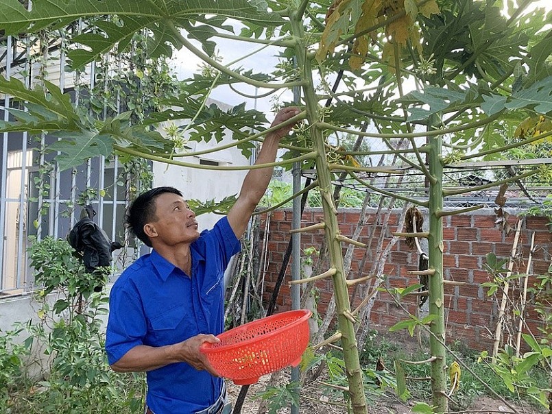 Anh Đỗ Văn Huy thu hoạch hoa đu đủ đực. Ảnh: Vũ Chi