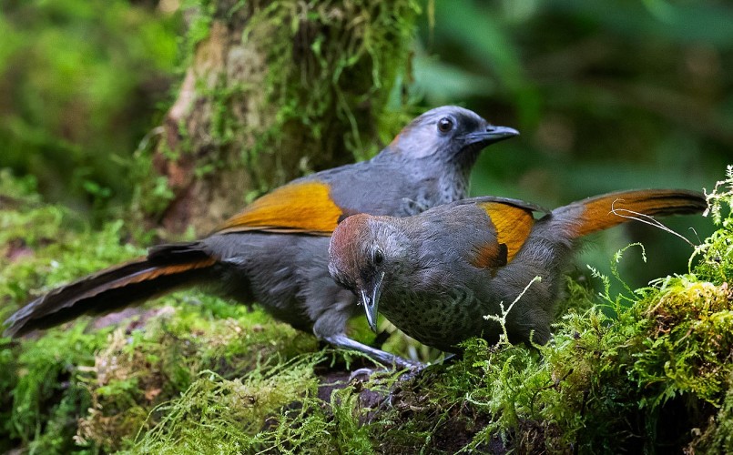 Khướu Ngọc Linh sinh sống chủ yếu của loài chim này là vùng rừng núi Ngọc Linh, tại độ cao 1.480 - 2.200 m. (Ảnh: Thuần Võ)