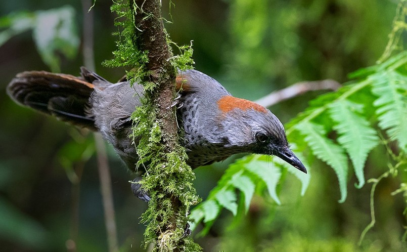 Sách đỏ của IUCN xếp loại khướu Ngọc Linh ở mức nguy cấp (EN) với số lượng cá thể trưởng thành còn 1.000 – 2.499 con. (Ảnh: Thuần Võ)