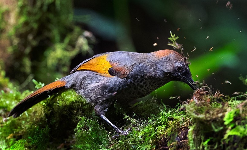 Khướu Ngọc Linh đang có xu hướng giảm do môi trường sống bị thu hẹp và săn bắt trái phép. 