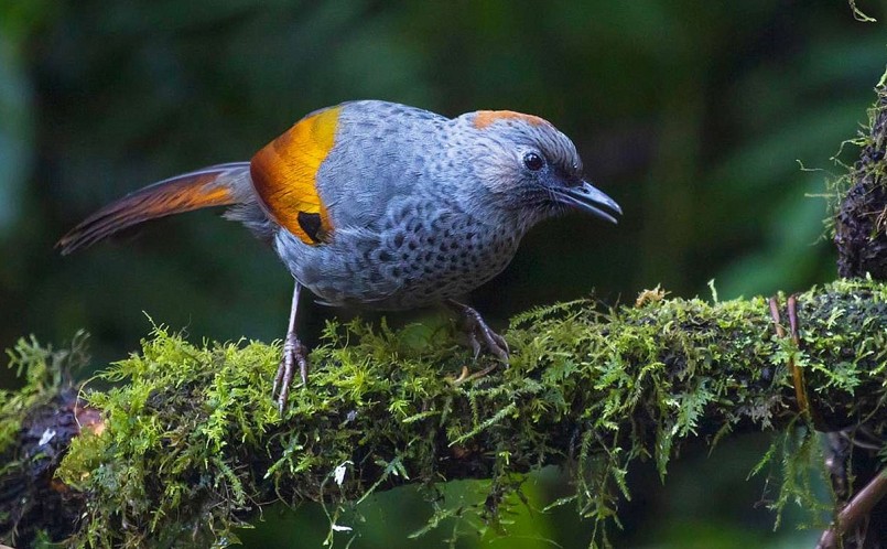 Đỉnh đầu, gáy chim khướu Ngọc Linh màu nâu đỏ thẫm; vai, lưng và hông màu xám phớt nâu vàng. 