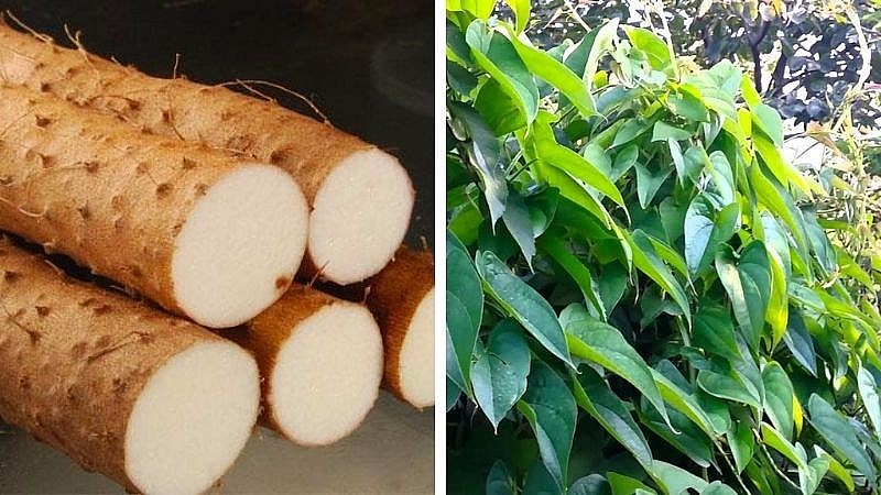 Hoài sơn (củ mài) là một loại dây leo