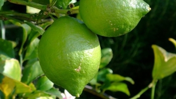 Loại quả dân dã lại là “kho” chứa vitamin C