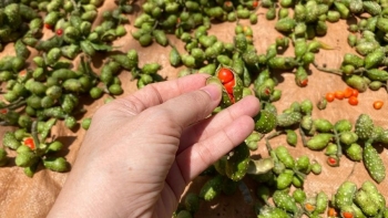 Trồng dổi xen canh cà phê bán nửa triệu/kg hạt khô kỳ vọng bứt phá thu nhập