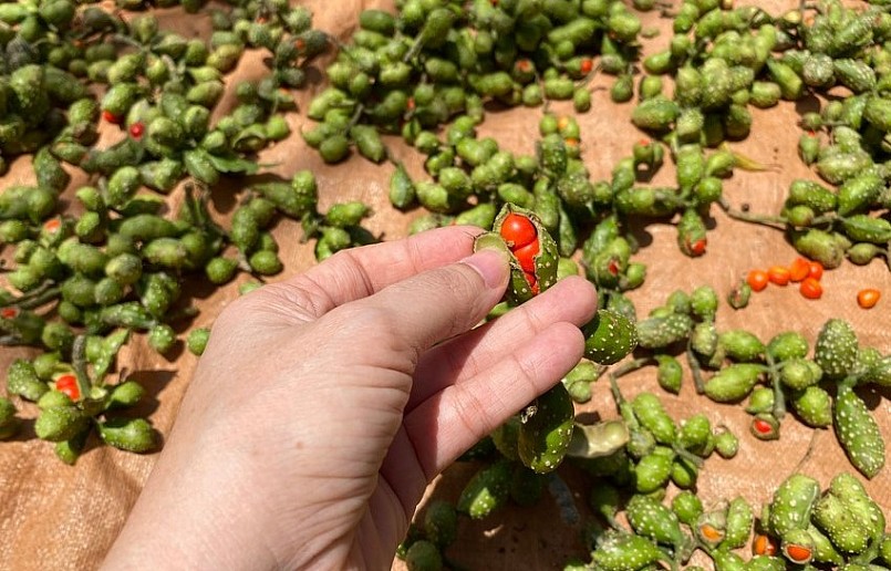 Hạt dổi tươi khi thu hoạch được phơi khô để làm gia vị.