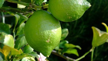 Loại quả dân dã lại là “kho” chứa vitamin C