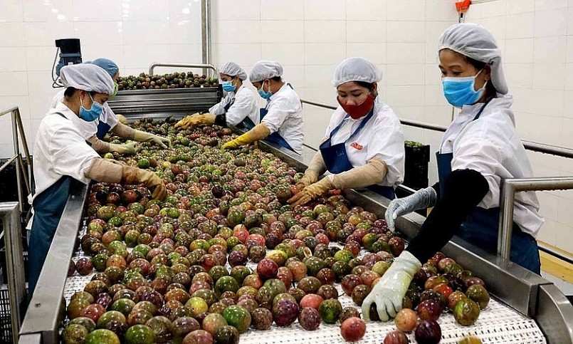 Dây chuyền sản xuất chế biến chanh dây của Nhà máy chế biến rau quả (DOVECO Gia Lai).