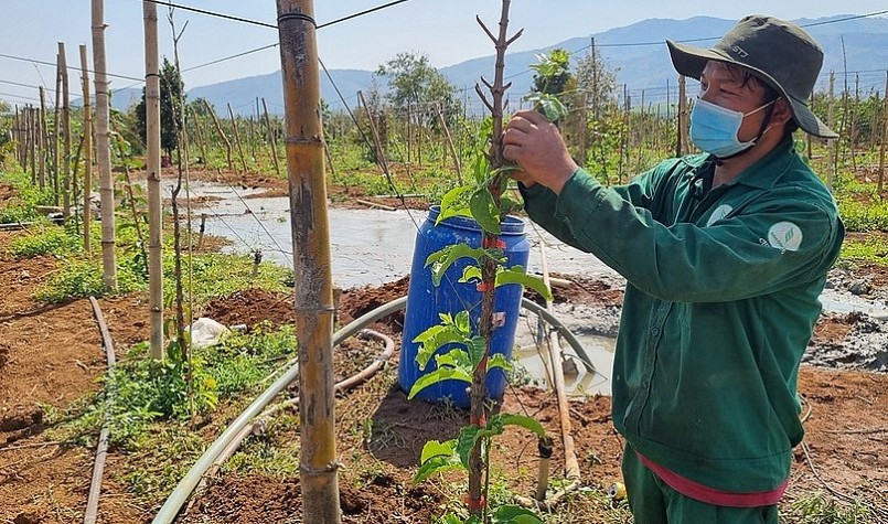 Nhiều cây trồng khác đã bị thay thế bằng những vườn chanh dây mới trồng.