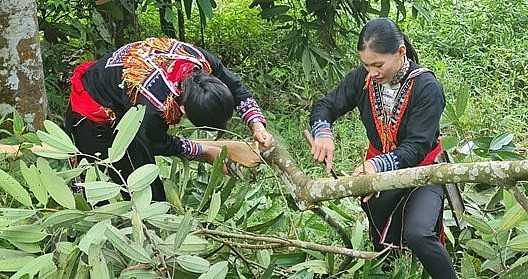 Trung bình cứ 1ha quế, nhân dân Nậm Đét thu trên hơn 1 tỷ đồng. (Ảnh: TTXVN)