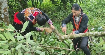 Trồng cây rừng tỏa hương thơm quý từ rễ đến lá, xã vùng cao thu tiền tỷ mỗi héc ta