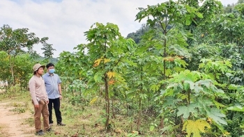 "Cây thoát nghèo" ở huyện vùng cao tỉnh Quảng Trị