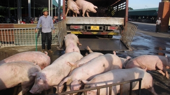 Giá heo hơi hôm nay 12/4: Tăng giảm cục bộ, heo về chợ ít lo dồn ứng nguồn cung