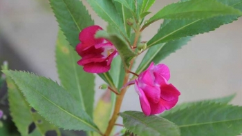 Tác dụng hữu ích của bông móng tay