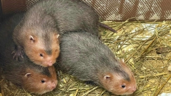 Nuôi loài đặc sản tên gọi mỹ miều trên vùng cát bỏng, làm thử mà có thu nhập trăm triệu