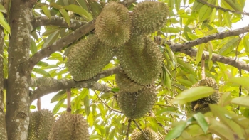 Truyền thông Thái Lan cảnh báo về những lợi thế của sầu riêng Việt Nam, sầu riêng nước nào được ưa chuộng nhất  tại Trung Quốc?