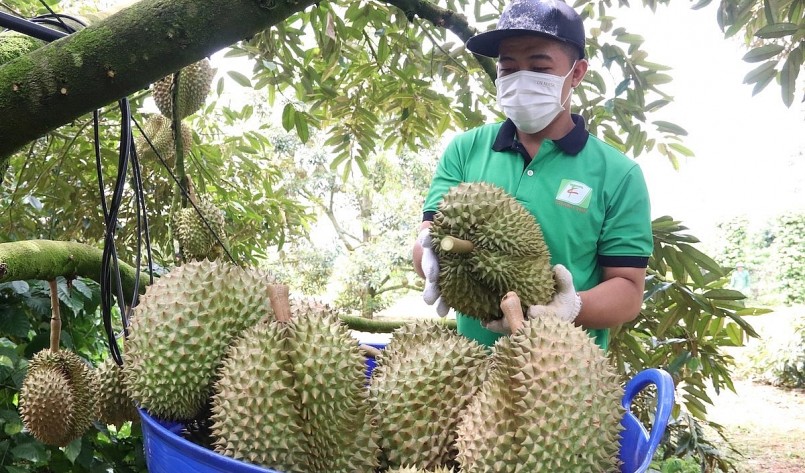 Qua khảo sát cho thấy người tiêu dùng Trung Quốc đánh giá cao và rất thích sầu riêng Việt Nam so với sầu riêng nhập từ Thái Lan, Malaysia, Myanmar.