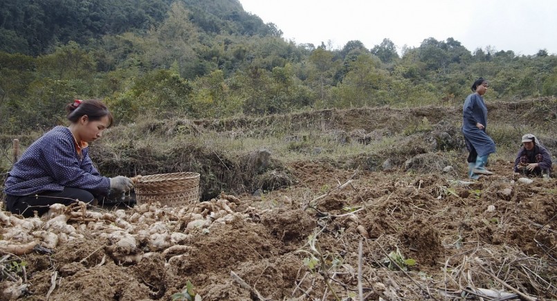 Sầu riêng đã trở thành loại trái cây ưa thích