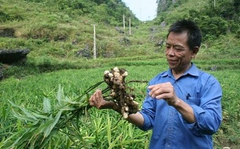 Trồng loại gừng khổng lồ trên vùng khô hạn, người vùng cao rủng rỉnh thu tiền