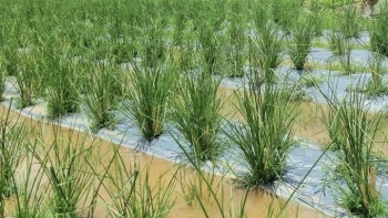 Trồng giống cỏ lạ ngoại nhập có rễ tỏa hương thơm, 9X mỗi tháng kiếm hàng chục triệu đồng