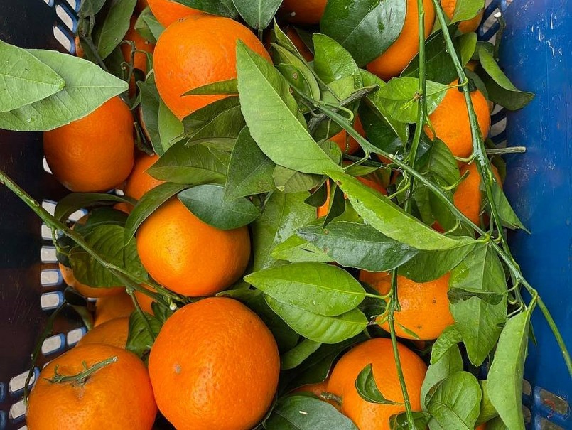 Cam đường Ôn Châu đang được bán với giá rất rẻ