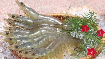 Australia vẫn là thị trường quan trọng của tôm Việt Nam năm 2023