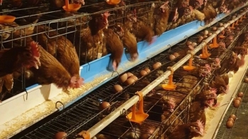 Trại gà khủng của nông dân xứ Thanh, ngày thu 2 vạn quả trứng lợi nhuận nửa tỷ mỗi năm