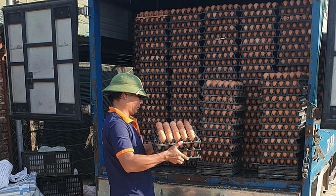 trại gà trở thành địa chỉ cung cấp trứng cho tiểu thương tại các chợ, các đại lý và bếp ăn của các công ty, xí nghiệp lớn. trại gà trở thành địa chỉ cung cấp trứng cho tiểu thương tại các chợ, các đại lý và bếp ăn của các công ty, xí nghiệp lớn.