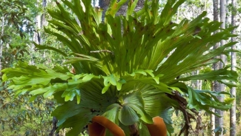 Tác dụng không ngờ của cây ổ rồng