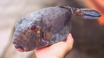 Loài cá đặc sản tên gọi như vũ khí hủy diệt, thịt ngọt thơm đặc biệt không hổ danh 