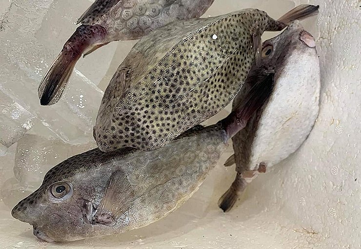 Cá bò hòm thường sống trong các vùng biển lặng hay đầm vịnh. Việc đánh bắt cá diễn ra dễ dàng hơn ở vùng biển Phan Thiết hoặc biển Vũng Rô Phú Yên.