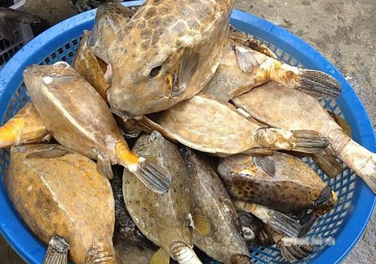 Để đạt trọng lượng khoảng 1kg thì cá bò hòm phải mất khoảng 3-5 năm nên cá càng to thì giá càng cao.