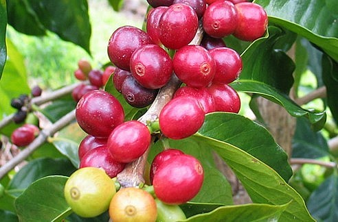 Giá nông sản hôm nay 13/4, giá cà phê sàn kỳ hạn giảm đà tăng, robusta vẫn khởi sắc hỗ trợ giá trong nước tiếp tục duy trì đà tăng thêm 100 đồng/kg.